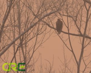 DSC_1135 DSC_1135