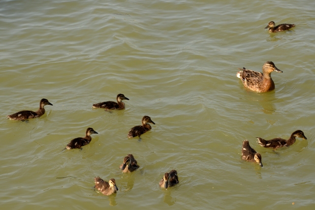 DSC_2550 DSC_2550