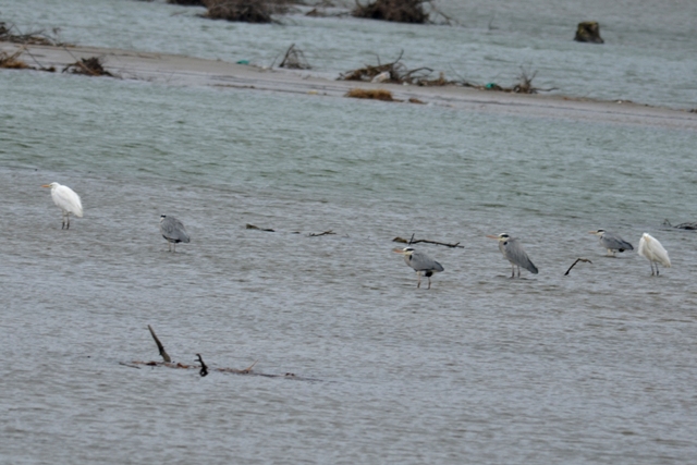DSC_6157 DSC_6157