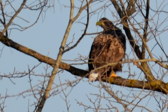 DSC_6448 DSC_6448