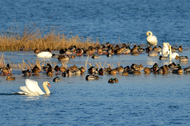 DSC_6533 DSC_6533