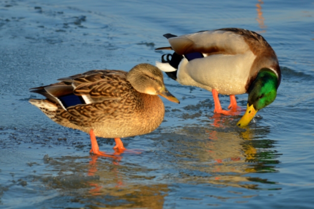 DSC_6651 DSC_6651