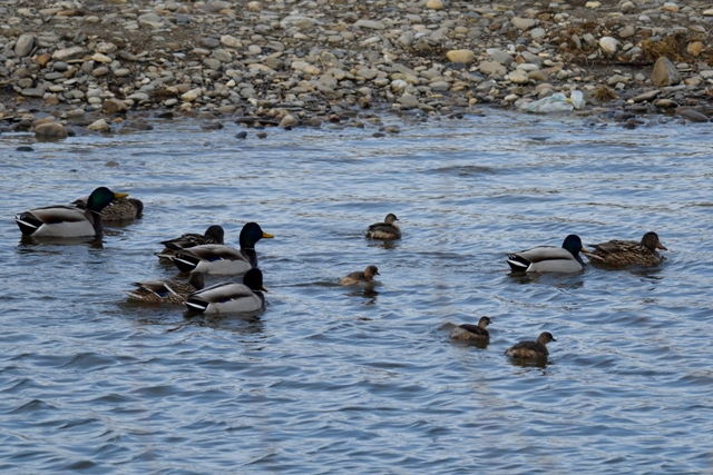 DSC_7988 DSC_7988