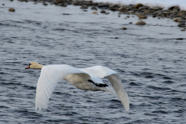 DSC_8030 DSC_8030
