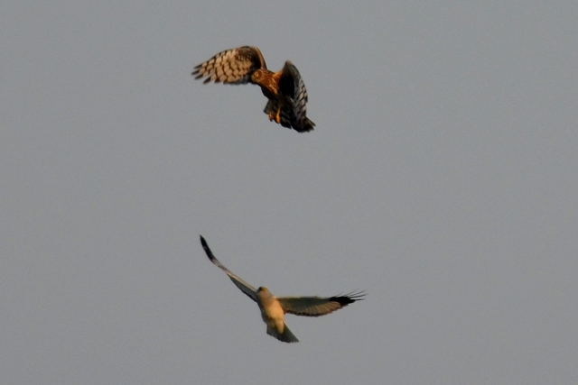 DSC_8209 DSC_8209