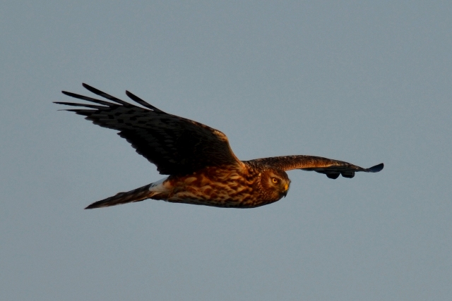 DSC_8220 DSC_8220