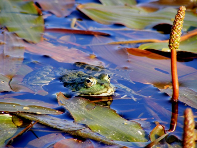 brotac pe lac brotac pe lac