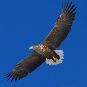 codalb-haliaeetus-albicilla codalb-haliaeetus-albicilla